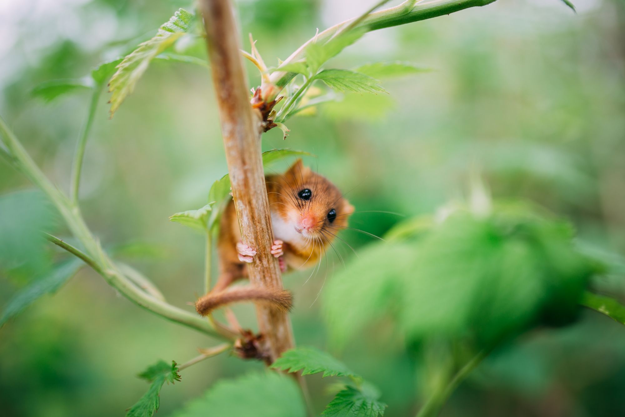 Hazel Dormouse